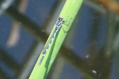 Austrolestes annulosus