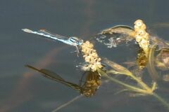 Austrolestes annulosus
