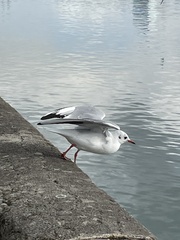 Chroicocephalus ridibundus