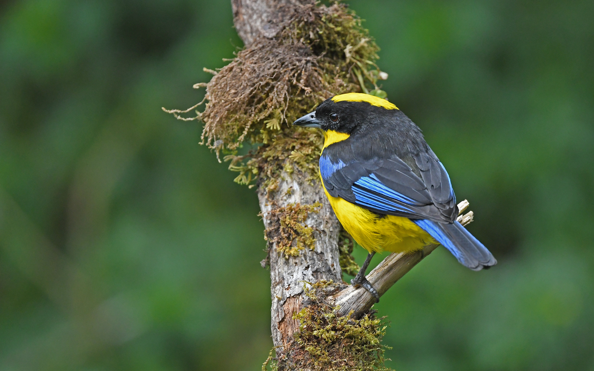 Blue-winged Mountain Tanager illustration