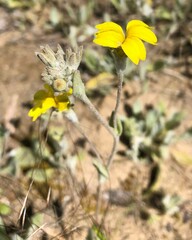 Goodenia robusta