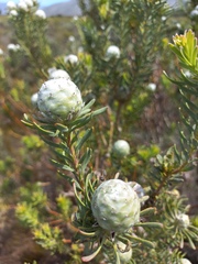 Leucadendron linifolium