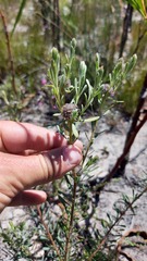 Leucadendron cinereum