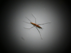 Aquarius najas