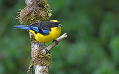 Anisognathus somptuosus