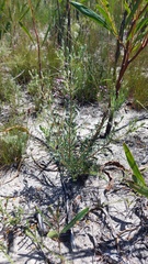 Leucadendron cinereum