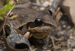Litoria latopalmata
