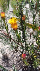 Lampranthus glaucus