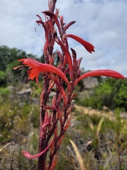 Watsonia vanderspuyae