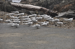 Sterna striata striata