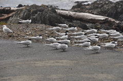 Sterna striata striata