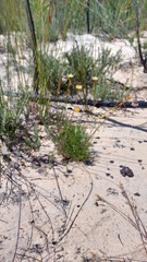 Ursinia
