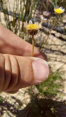 Ursinia