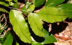 Diplazium donianum