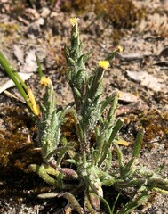 Podotheca angustifolia