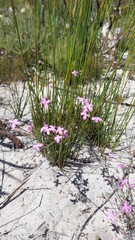 Lachnaea uniflora