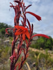 Watsonia vanderspuyae