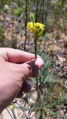 Leucadendron corymbosum