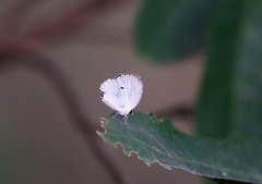 Neopithecops zalmora