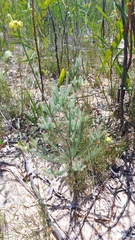 Leucadendron corymbosum