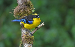 Anisognathus somptuosus