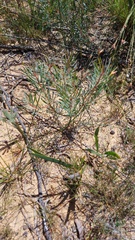 Protea scolymocephala
