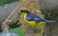 Anisognathus somptuosus