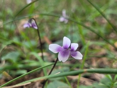 Viola hederacea