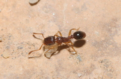 Tetramorium
