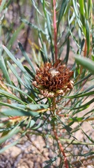 Protea scolymocephala