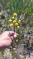 Leucadendron corymbosum
