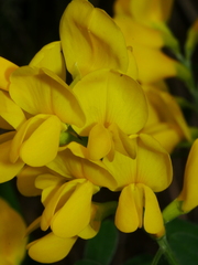 Genista stenopetala