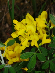 Genista stenopetala
