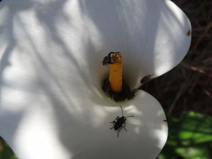 Neoeutrapela
