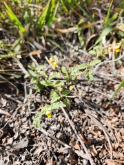 Hermannia althaeoides