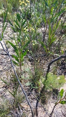 Leucadendron corymbosum