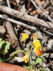 Hermannia althaeoides