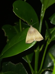Simplicia armatalis