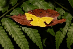 Corymica spatiosa