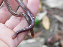 Ramphotyphlops lineatus