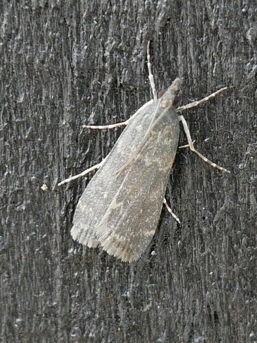 Photo of Stone Moth (Eudonia cataxesta)