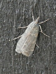 Eudonia cataxesta