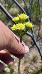 Leucadendron corymbosum