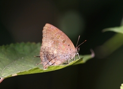 Arhopala bazalus