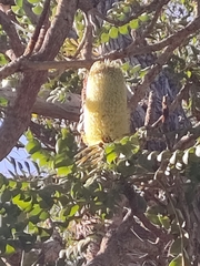 Banksia grandis