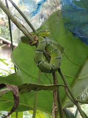 Tropidolaemus subannulatus