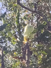 Banksia grandis