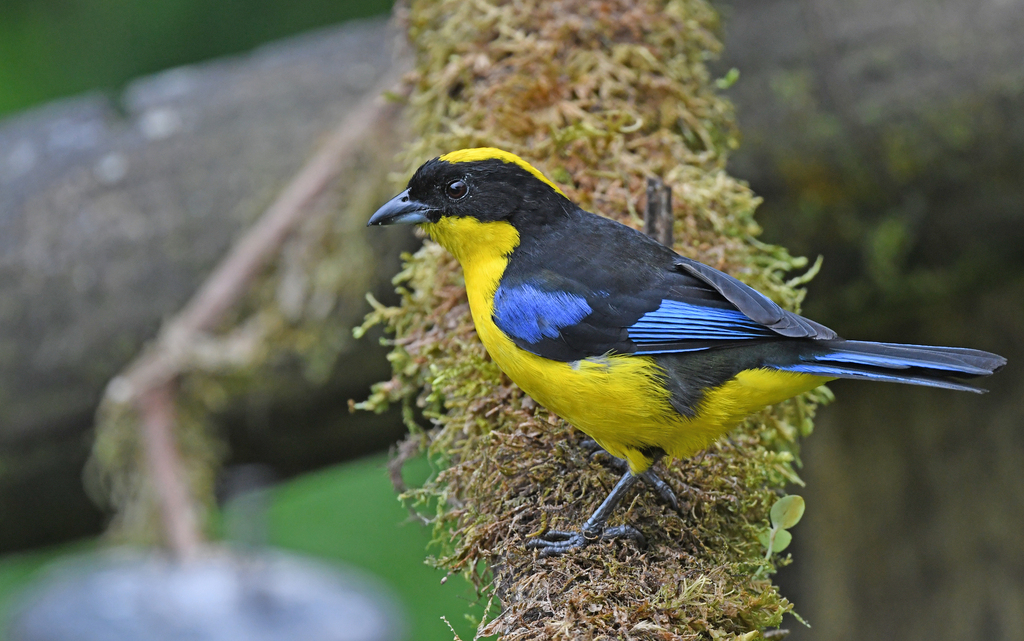 Blue-winged Mountain Tanager photo