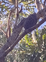 Banksia grandis