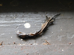 Hemiphyllodactylus typus